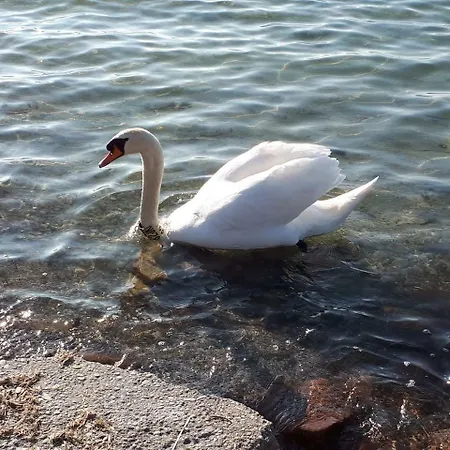 Balaton View
