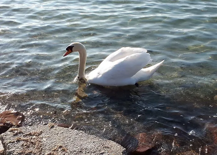 Balaton View